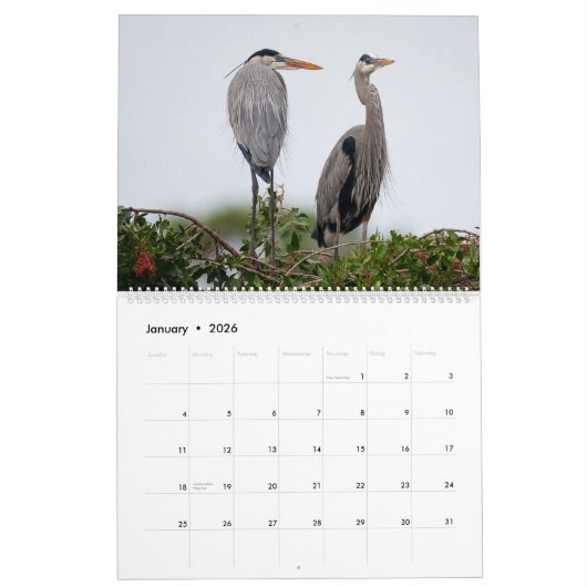 Great Blue Heron Courting Displays Calendar Kalender (Jan 2026)