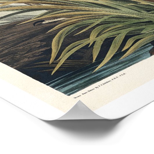 Great Blue Heron door het Poster van Audubon (Hoek)