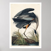 Great Blue Heron door het Poster van Audubon (Voorkant)