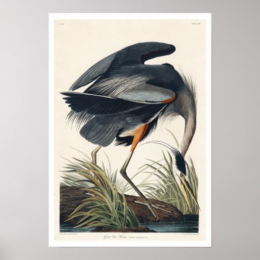 Great Blue Heron door het Poster van Audubon (Voorkant)
