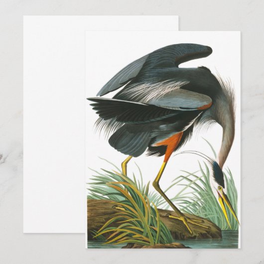 Great Blue Heron door John James Audubon Bedankkaart (Voorkant / Achterkant)
