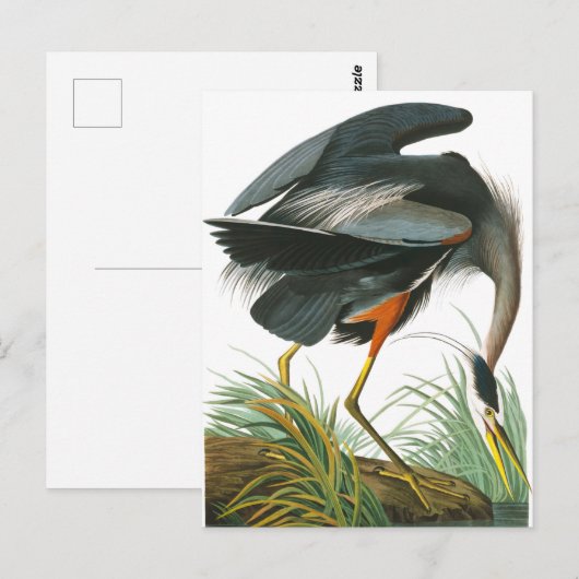 Great Blue Heron door John James Audubon Briefkaart (Voorkant / Achterkant)