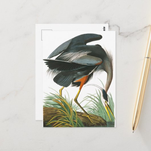 Great Blue Heron door John James Audubon Briefkaart (Voorkant / Achterkant in situ)