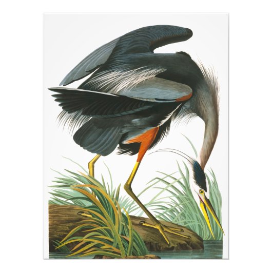 Great Blue Heron door John James Audubon Foto Afdruk (Voorkant)