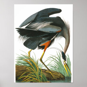 Great Blue Heron door John James Audubon Poster