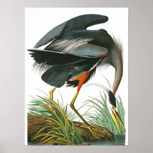 Great Blue Heron door John James Audubon Poster (Voorkant)