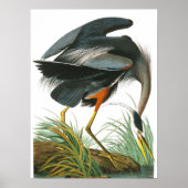 Great Blue Heron door John James Audubon Poster (Voorkant)