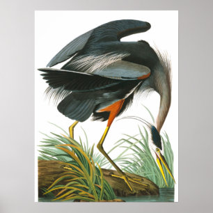 Great Blue Heron door John James Audubon Poster