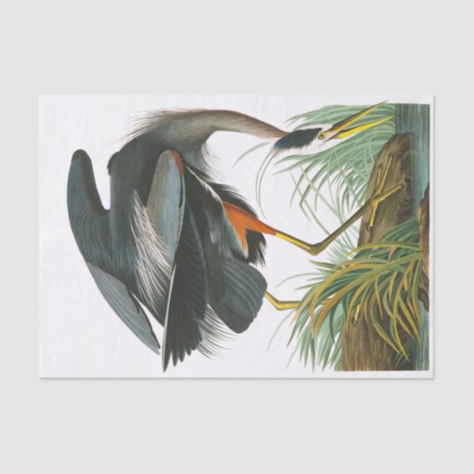 Great Blue Heron door John James Audubon Tissuepapier (Voorkant)