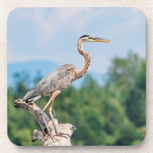 Great Blue Heron Drankjes Onderzetter (Voorkant)