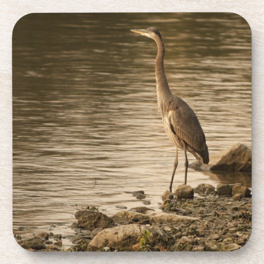 Great Blue Heron Drankjes Onderzetter (Voorkant)