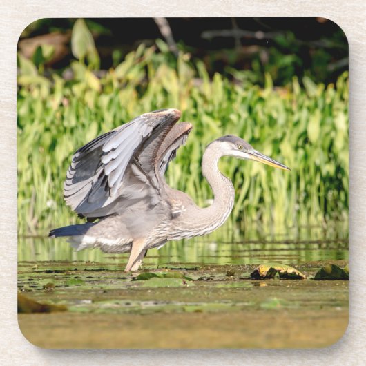 Great Blue Heron Drankjes Onderzetter (Voorkant)