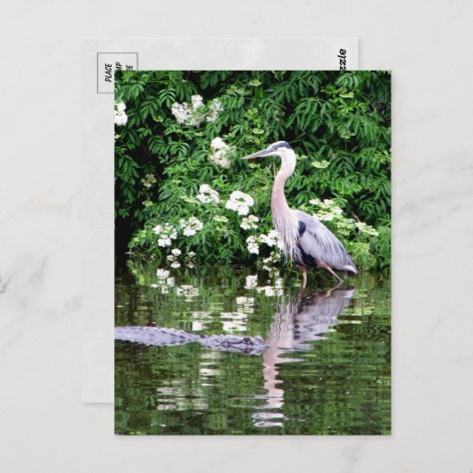 Great Blue Heron en Alligator Briefkaart (Voorkant / Achterkant)