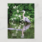 Great Blue Heron en Alligator Briefkaart (Voorkant)