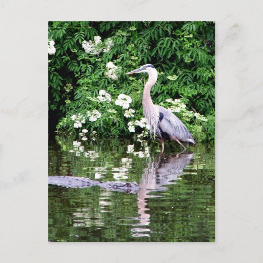 Great Blue Heron en Alligator Briefkaart (Voorkant)