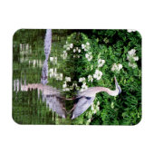 Great Blue Heron en Alligator Magnet Magneet (Horizontaal)