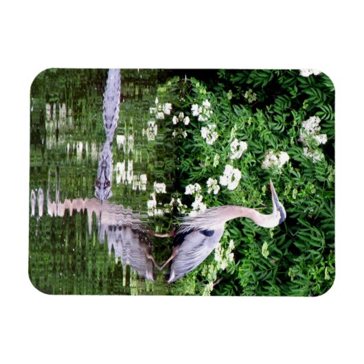 Great Blue Heron en Alligator Magnet Magneet (Horizontaal)