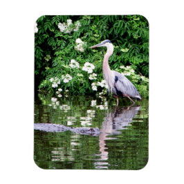 Great Blue Heron en Alligator Magnet Magneet