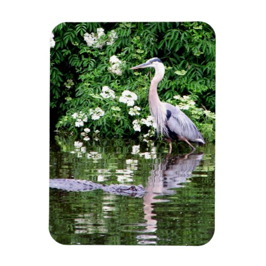 Great Blue Heron en Alligator Magnet Magneet (Verticaal)