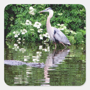 Great Blue Heron en Alligator Stickers
