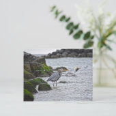 Great Blue Heron en Brown Pelican Briefkaart (Staand voorkant)