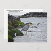 Great Blue Heron en Brown Pelican Briefkaart (Voorkant / Achterkant)