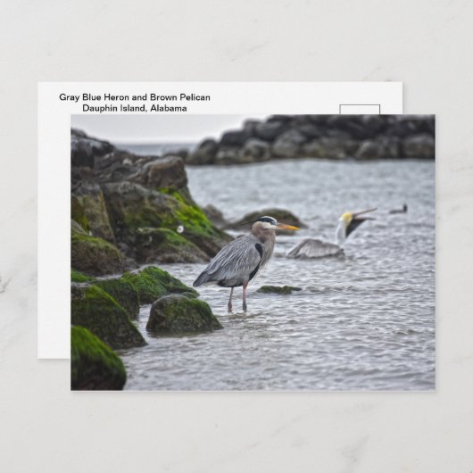 Great Blue Heron en Brown Pelican Briefkaart (Voorkant / Achterkant)