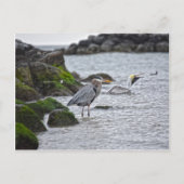Great Blue Heron en Brown Pelican Briefkaart (Voorkant)