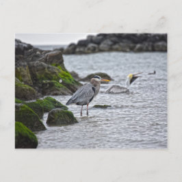 Great Blue Heron en Brown Pelican Briefkaart