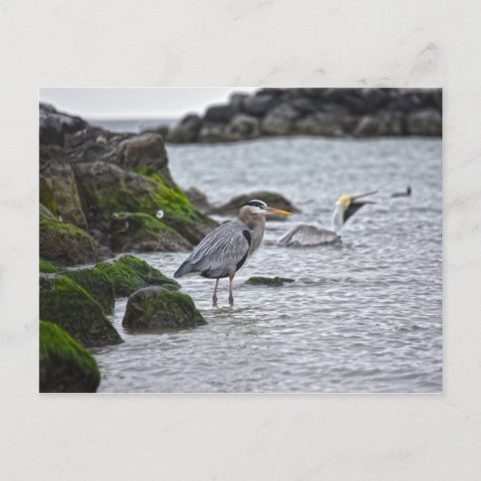Great Blue Heron en Brown Pelican Briefkaart (Voorkant)