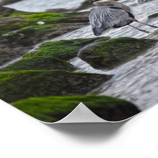 Great Blue Heron en Brown Pelican Poster (Hoek)