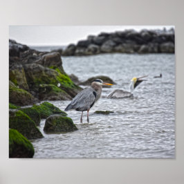Great Blue Heron en Brown Pelican Poster