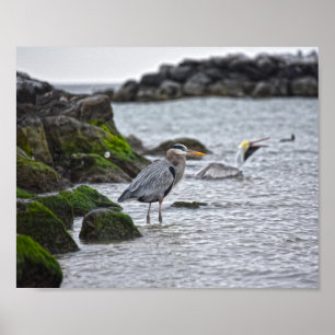Great Blue Heron en Brown Pelican Poster