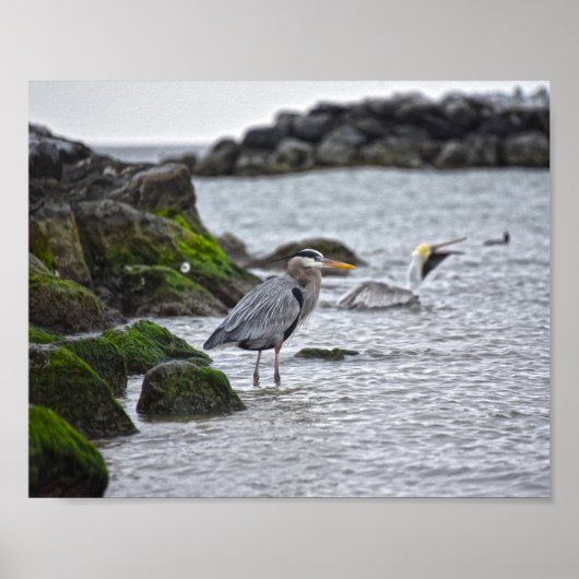 Great Blue Heron en Brown Pelican Poster (Voorkant)