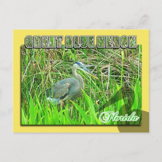 Great Blue Heron, Everglades National Park, FL Briefkaart (Voorkant)