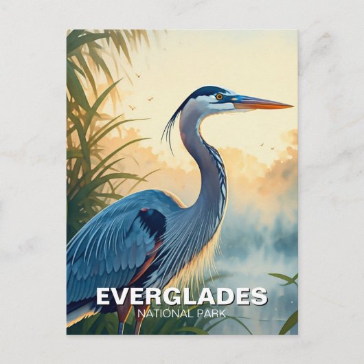 Great Blue Heron Everglades National Park in de Ve Briefkaart (Voorkant)