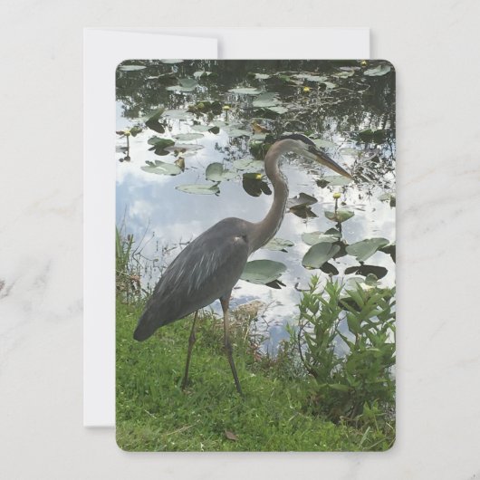 Great Blue Heron Feestdagenkaart (Voorkant)