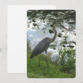 Great Blue Heron Feestdagenkaart (Voorkant / Achterkant)
