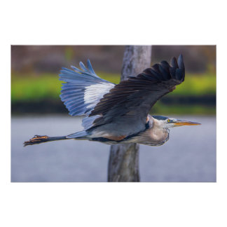 Great Blue Heron Flight Wildlife Bird Photography Perfect Poster