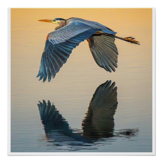 Great Blue Heron Flying Over Calm Water Poster (Voorkant)