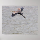 Great Blue Heron Flying Poster (Voorkant)