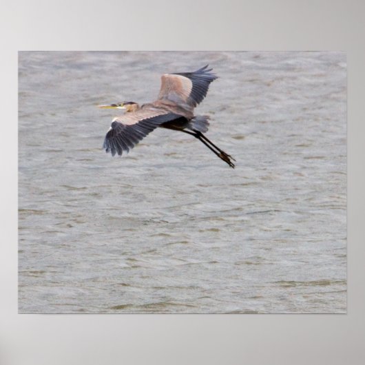 Great Blue Heron Flying Poster (Voorkant)