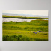 Great Blue Heron Flying Poster (Voorkant)