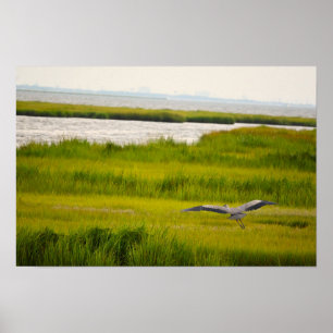 Great Blue Heron Flying Poster