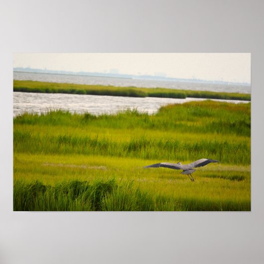 Great Blue Heron Flying Poster (Voorkant)