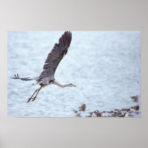 Great Blue Heron Flying Poster