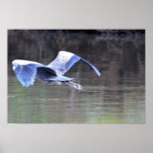 Great Blue Heron Flying Poster (Voorkant)