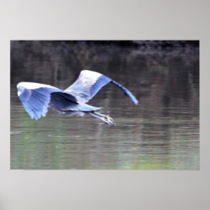 Great Blue Heron Flying Poster