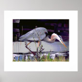 Great Blue Heron Foraging Poster (Voorkant)
