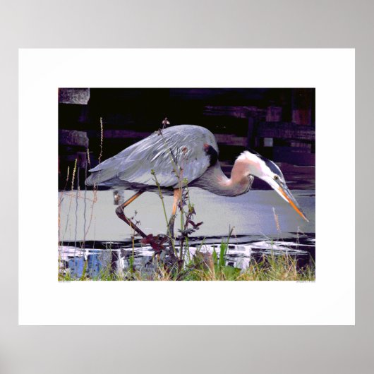 Great Blue Heron Foraging Poster (Voorkant)